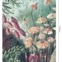 Fairytale – Tapeta Łuk Standard