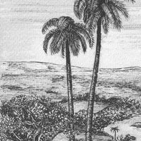 Palm – Tapeta Łuk Standard