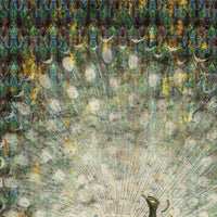 Peacock – Tapeta Łuk Standard