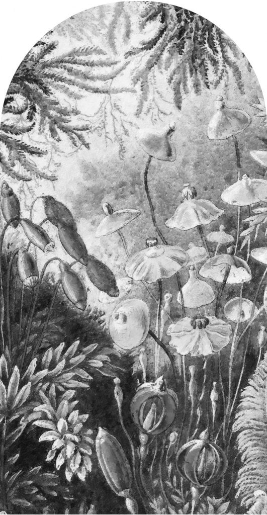 Fairytale B&W – Tapeta Łuk Standard