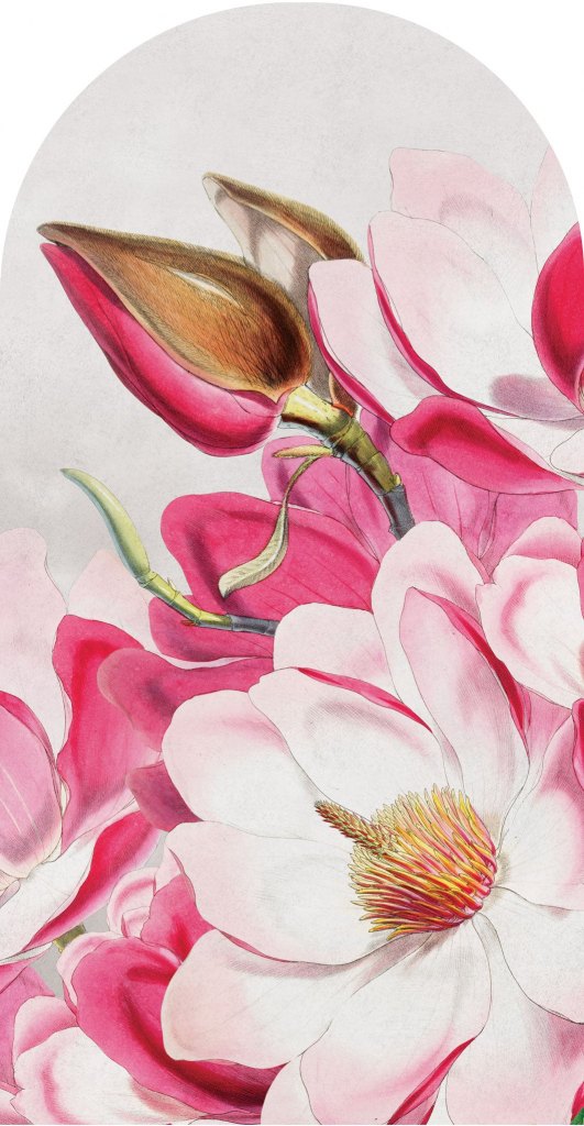 Magnolia – Tapeta Łuk Standard
