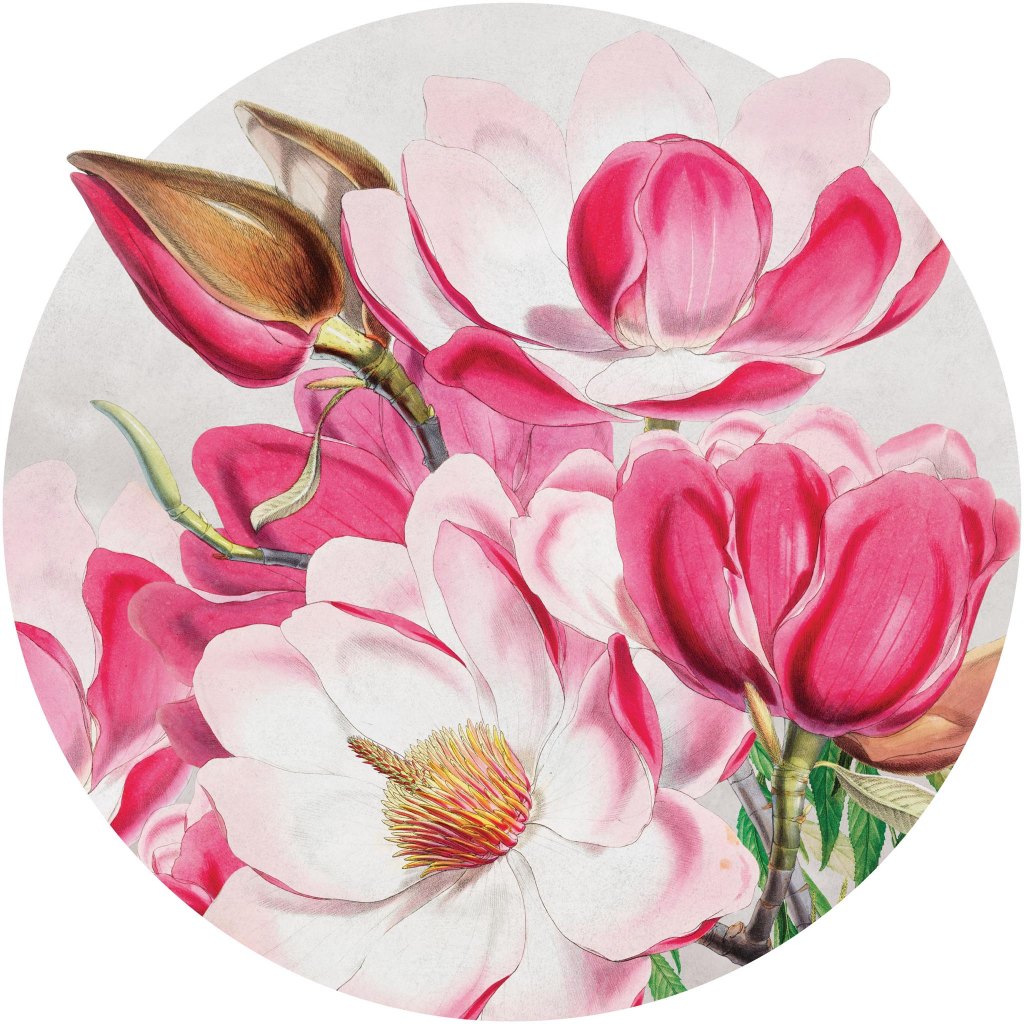 Magnolia – Tapeta Koło Standard